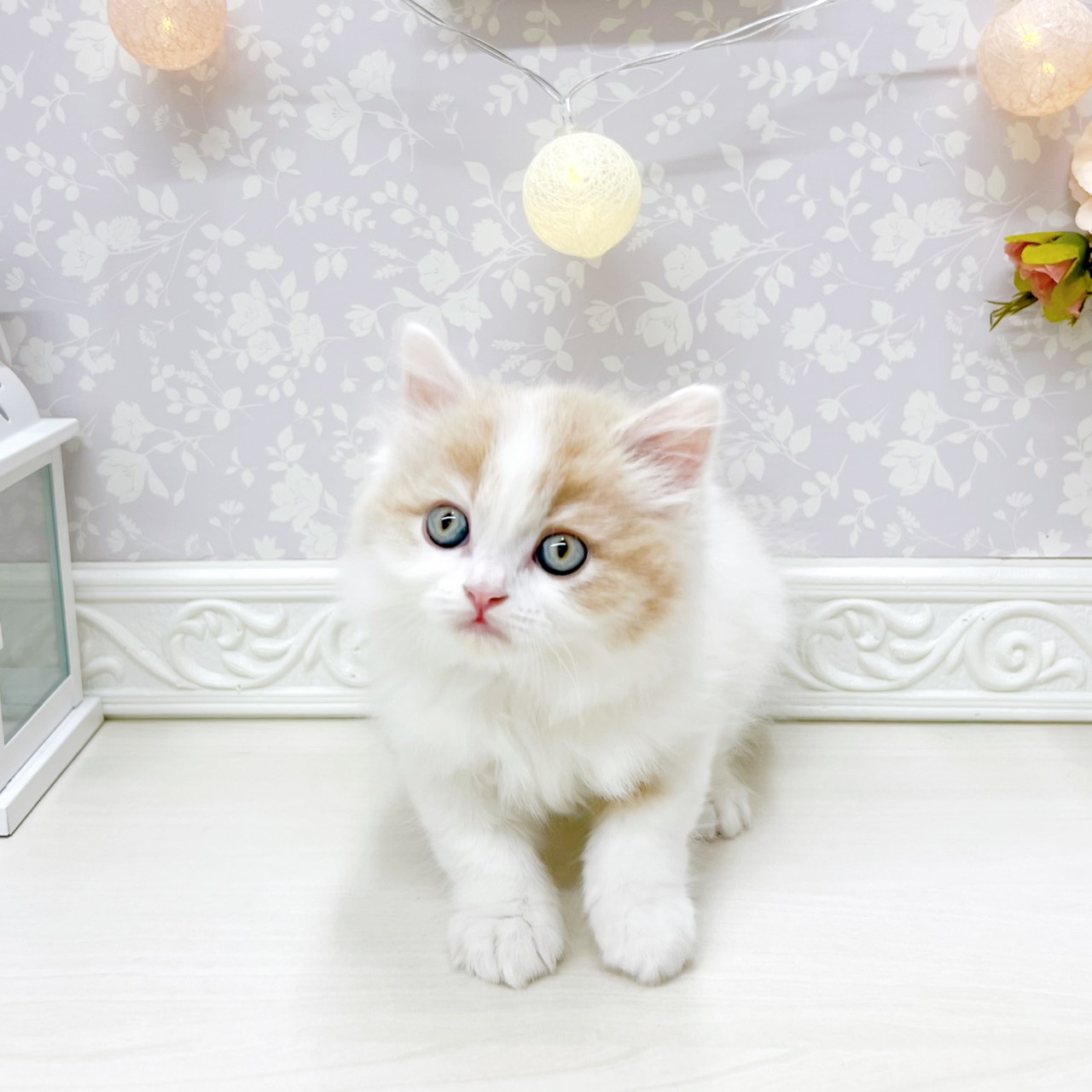 富山県のスコティッシュフォールド (犬の家＆猫の里アミーゴ山室店/2026年4月12日生まれ/男の子/クリームホワイト)の子猫の4枚目の画像