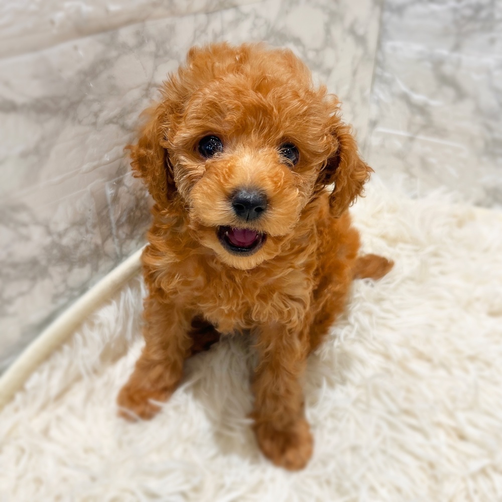 愛知県のトイプードル(トイ) (犬の家＆猫の里MiO香久山店/2026年4月14日生まれ/男の子/アプリコット)の子犬の4枚目の画像