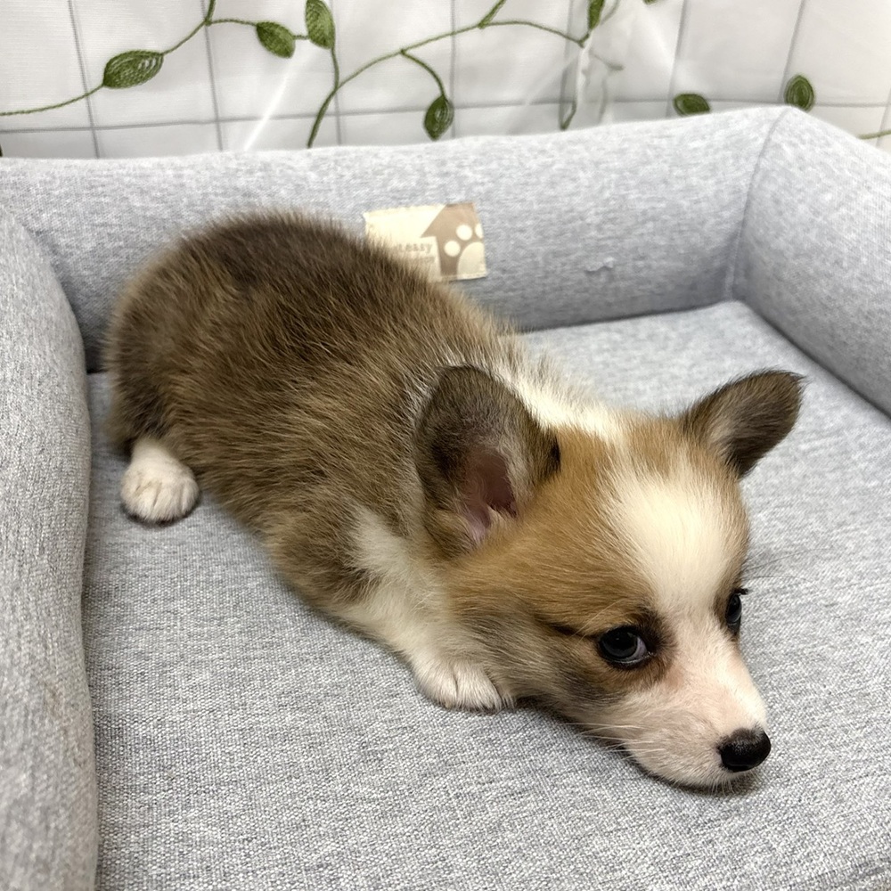 長野県のウェルシュコーギーペンブローク (犬の家＆猫の里塩尻店/2026年4月7日生まれ/女の子/レッドホワイト)の子犬の4枚目の画像