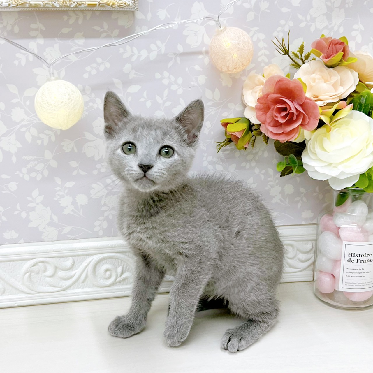 富山県のロシアンブルー (犬の家＆猫の里アミーゴ山室店/2026年4月11日生まれ/女の子/ブルー)の子猫の4枚目の画像