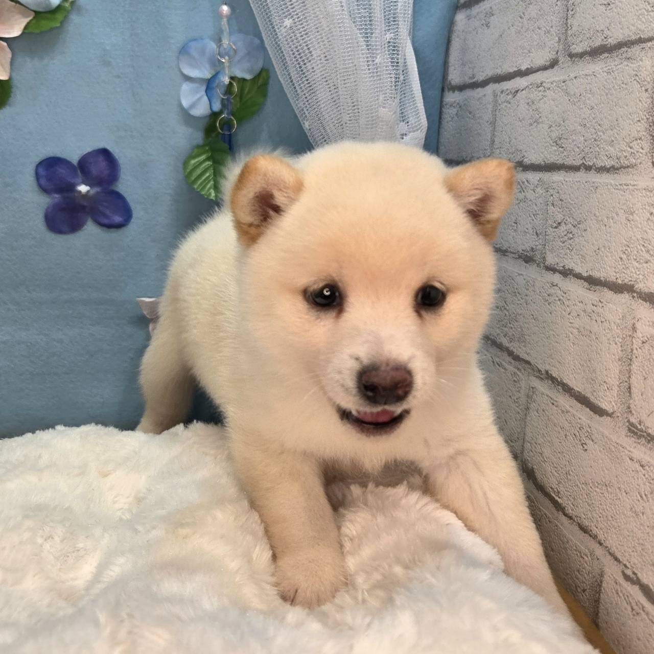 長野県の豆柴 (犬の家＆猫の里カインズ梓川店/2026年4月13日生まれ/女の子/白)の子犬の4枚目の画像
