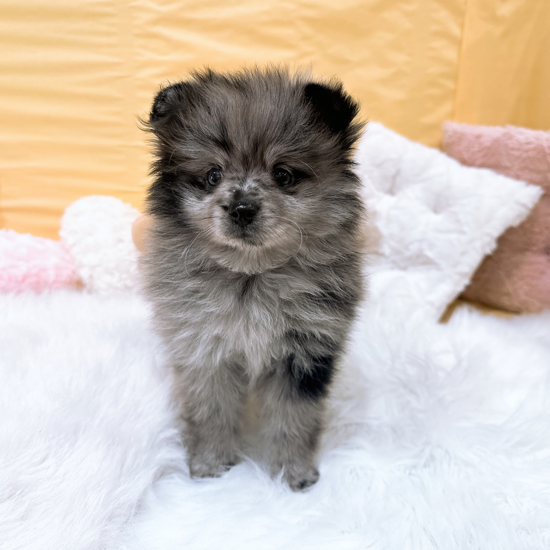 神奈川県のポメラニアン (犬の家＆猫の里元住吉ブレーメン通り店/2026年4月13日生まれ/男の子/ブルーマール)の子犬の4枚目の画像