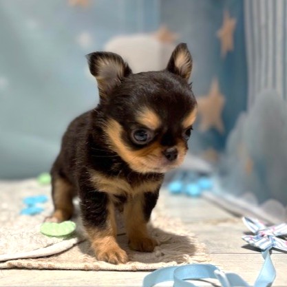 福岡県のチワワ(ロング) (犬の家＆猫の里トリアス久山店/2026年4月11日生まれ/男の子/ブラックタン)の子犬の4枚目の画像