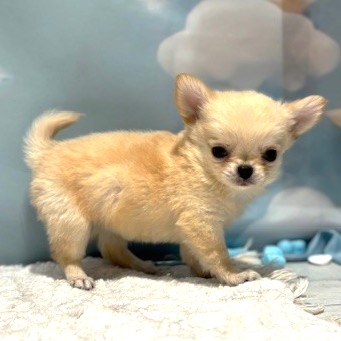 福岡県のチワワ(ロング) (犬の家＆猫の里トリアス久山店/2026年4月13日生まれ/女の子/クリーム)の子犬の4枚目の画像