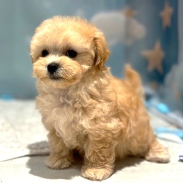 福岡県のマルプー(マルチーズ×プードル) (犬の家＆猫の里トリアス久山店/2026年4月11日生まれ/女の子/クリーム)の子犬の4枚目の画像