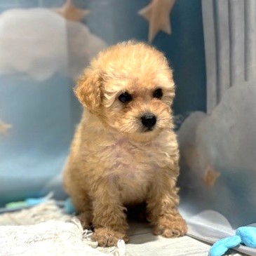 福岡県のトイプードル(トイ) (犬の家＆猫の里トリアス久山店/2026年4月10日生まれ/女の子/アプリコット)の子犬の4枚目の画像