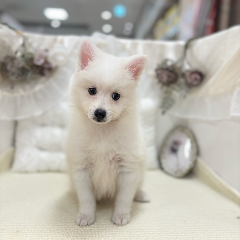 岐阜県の日本スピッツ (犬の家＆猫の里カラフルタウン岐阜店/2026年4月9日生まれ/男の子/ホワイト)の子犬の4枚目の画像