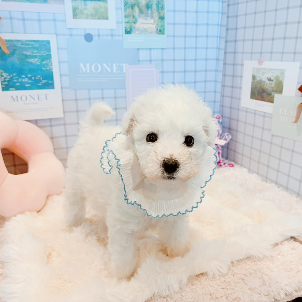 福井県のビションフリーゼ (犬の家＆猫の里福井店/2026年4月14日生まれ/男の子/ホワイト)の子犬の4枚目の画像