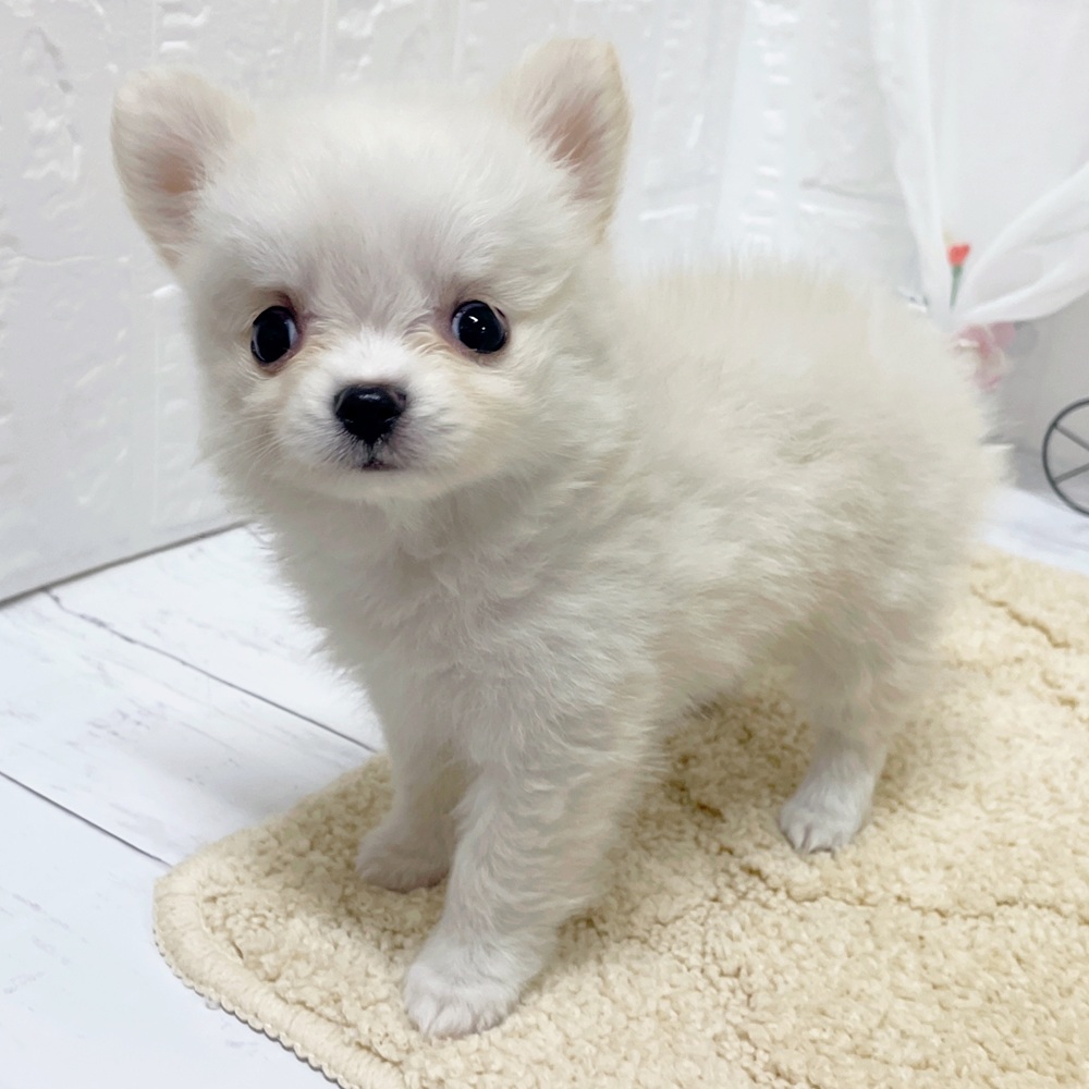 生体画像４