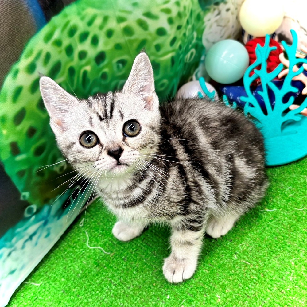 愛知県のアメリカンショートヘアー (犬の家＆猫の里名古屋天白店/2026年4月11日生まれ/女の子/シルバータビー)の子猫の4枚目の画像