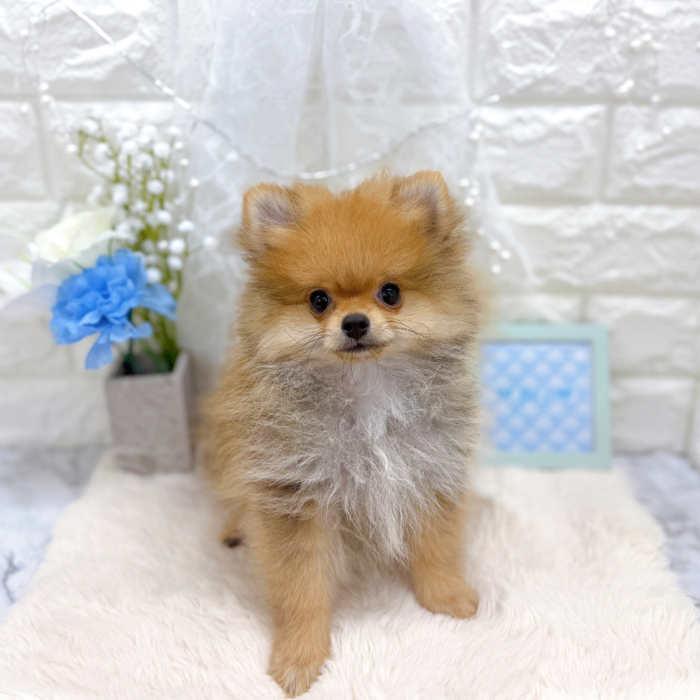 福井県のポメラニアン (犬の家＆猫の里アミーゴ福井大和田店/2026年4月15日生まれ/男の子/オレンジセーブル)の子犬の4枚目の画像