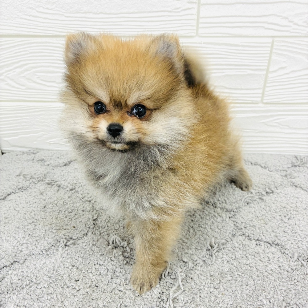 愛知県のポメラニアン (犬の家＆猫の里七宝店/2026年4月15日生まれ/女の子/オレンジセーブル)の子犬の4枚目の画像