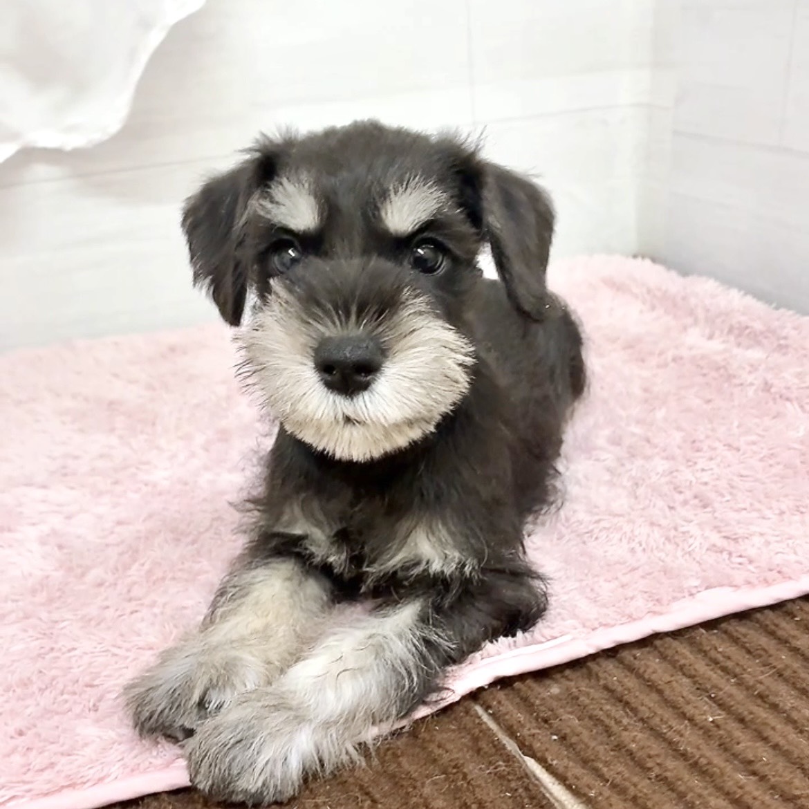 愛知県のミニチュアシュナウザー (犬の家＆猫の里碧南店/2026年4月15日生まれ/女の子/ブラックシルバー)の子犬の4枚目の画像