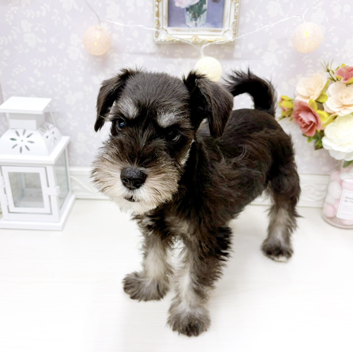 富山県のミニチュアシュナウザー (犬の家＆猫の里アミーゴ山室店/2026年4月15日生まれ/女の子/ブラックシルバー)の子犬の4枚目の画像