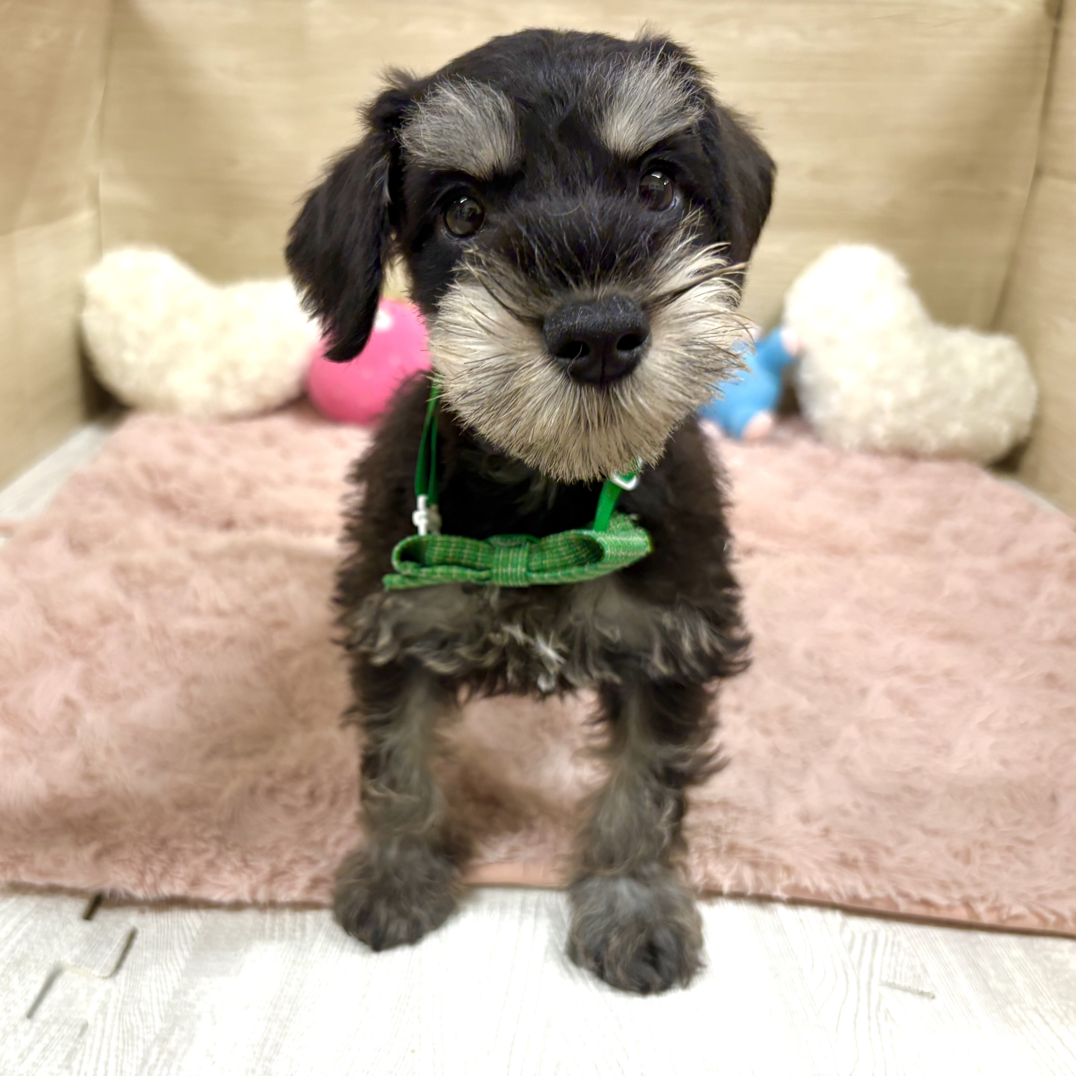 大阪府のミニチュアシュナウザー (犬の家＆猫の里そよら東岸和田店/2026年4月15日生まれ/男の子/ブラックシルバー)の子犬の4枚目の画像