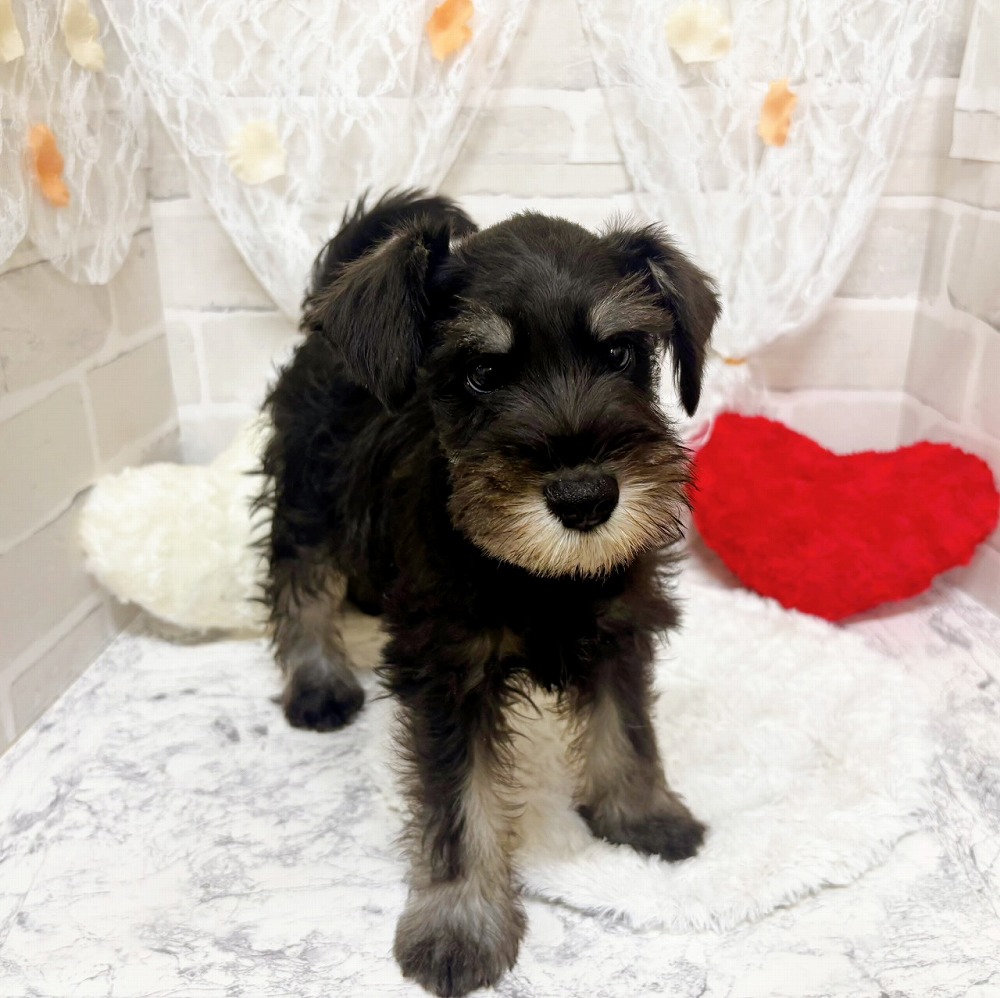 京都府のミニチュアシュナウザー (犬の家＆猫の里京都精華店/2026年4月15日生まれ/男の子/ブラックシルバー)の子犬の4枚目の画像