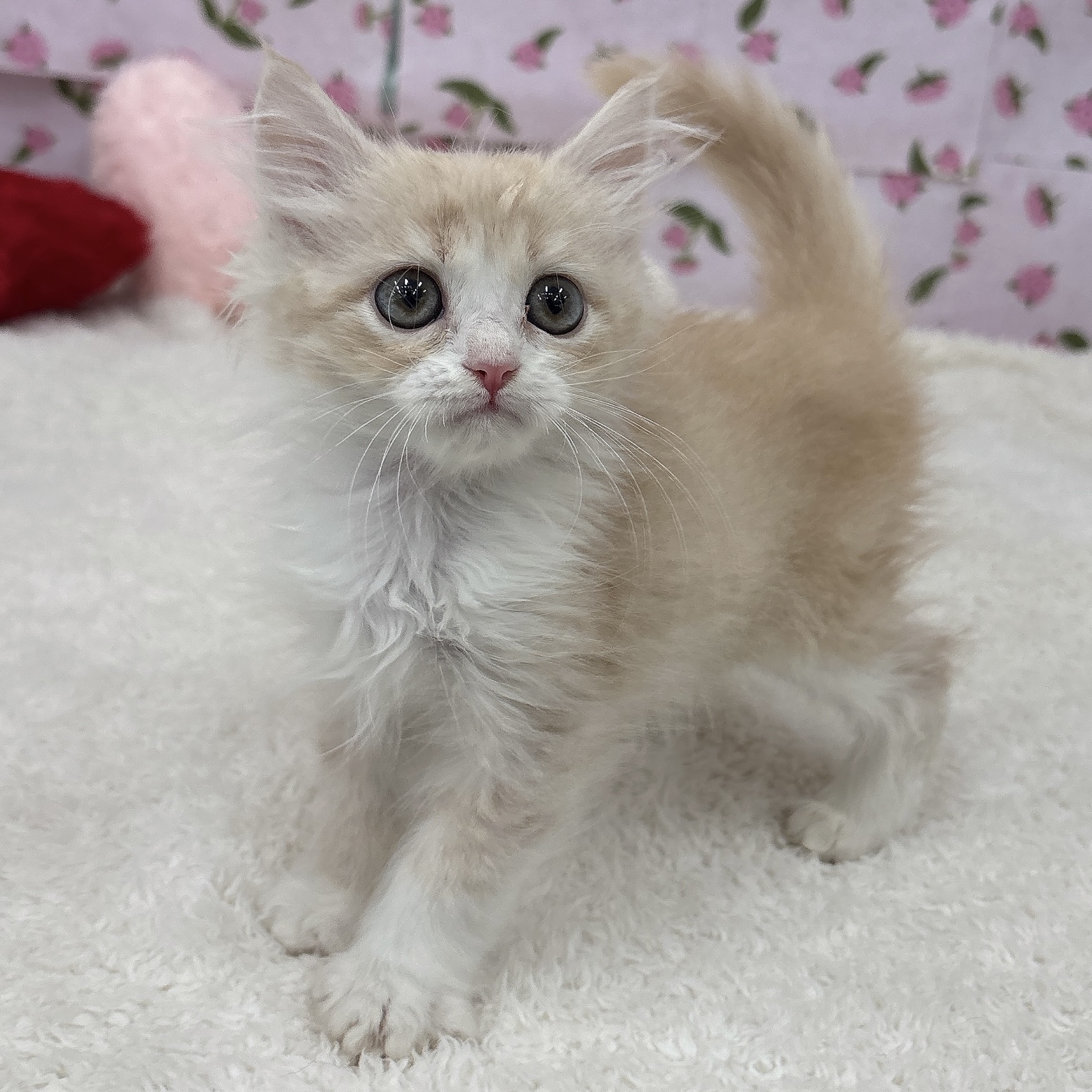 愛知県のマンチカン (犬の家＆猫の里エアポートウォーク店/2026年4月9日生まれ/男の子/クリームタビーホワイト)の子猫の4枚目の画像