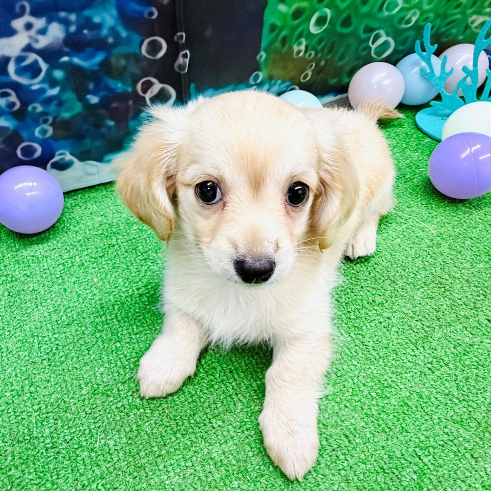 愛知県のチワックス(チワワ×ダックス) (犬の家＆猫の里名古屋天白店/2026年4月15日生まれ/男の子/クリーム)の子犬の1枚目の画像