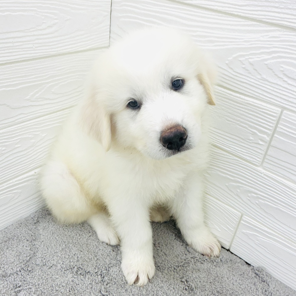 愛知県のグレートピレニーズ (犬の家＆猫の里七宝店/2026年4月15日生まれ/男の子/ホワイト)の子犬の4枚目の画像