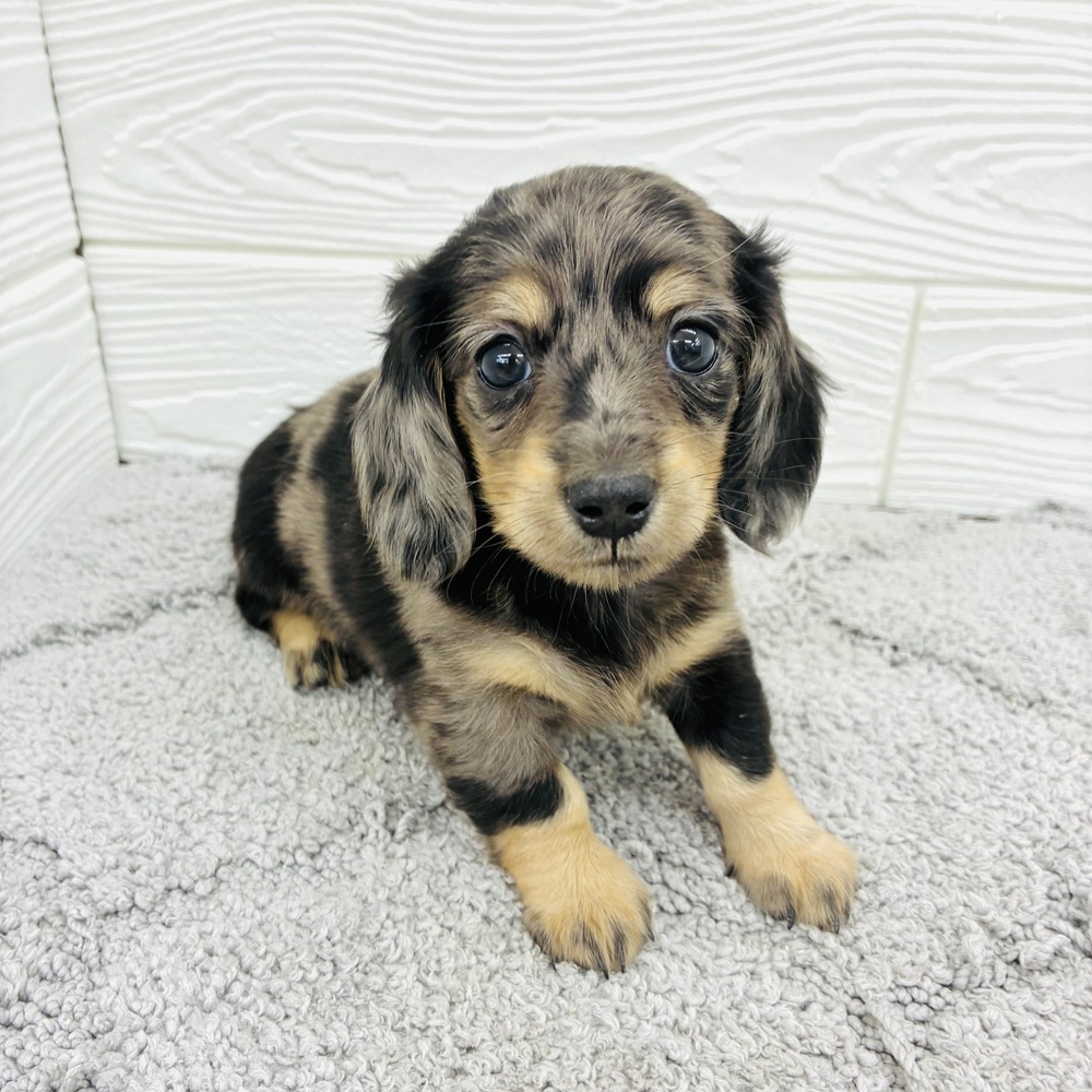 愛知県のミニチュアダックスフンド(ロング) (犬の家＆猫の里七宝店/2026年4月15日生まれ/女の子/シルバーダップル)の子犬の4枚目の画像