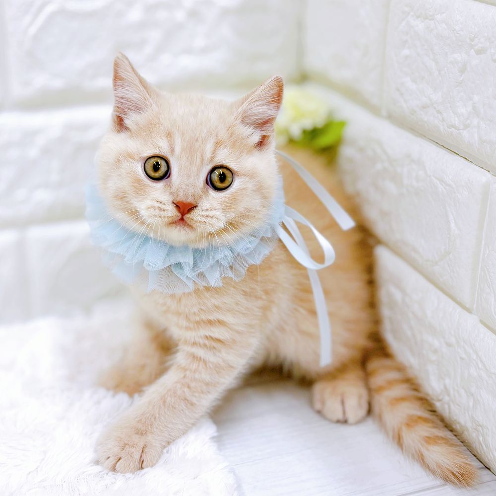 福井県のブリティッシュショートヘアー (犬の家＆猫の里アミーゴ福井店/2026年4月15日生まれ/男の子/クリーム)の子猫の4枚目の画像