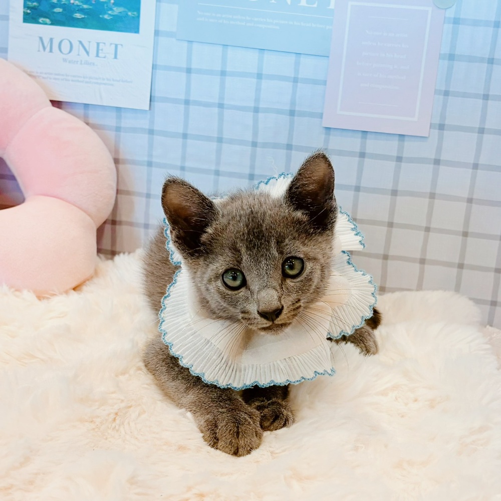 福井県のロシアンブルー (犬の家＆猫の里福井店/2026年4月10日生まれ/男の子/ブルー)の子猫の4枚目の画像