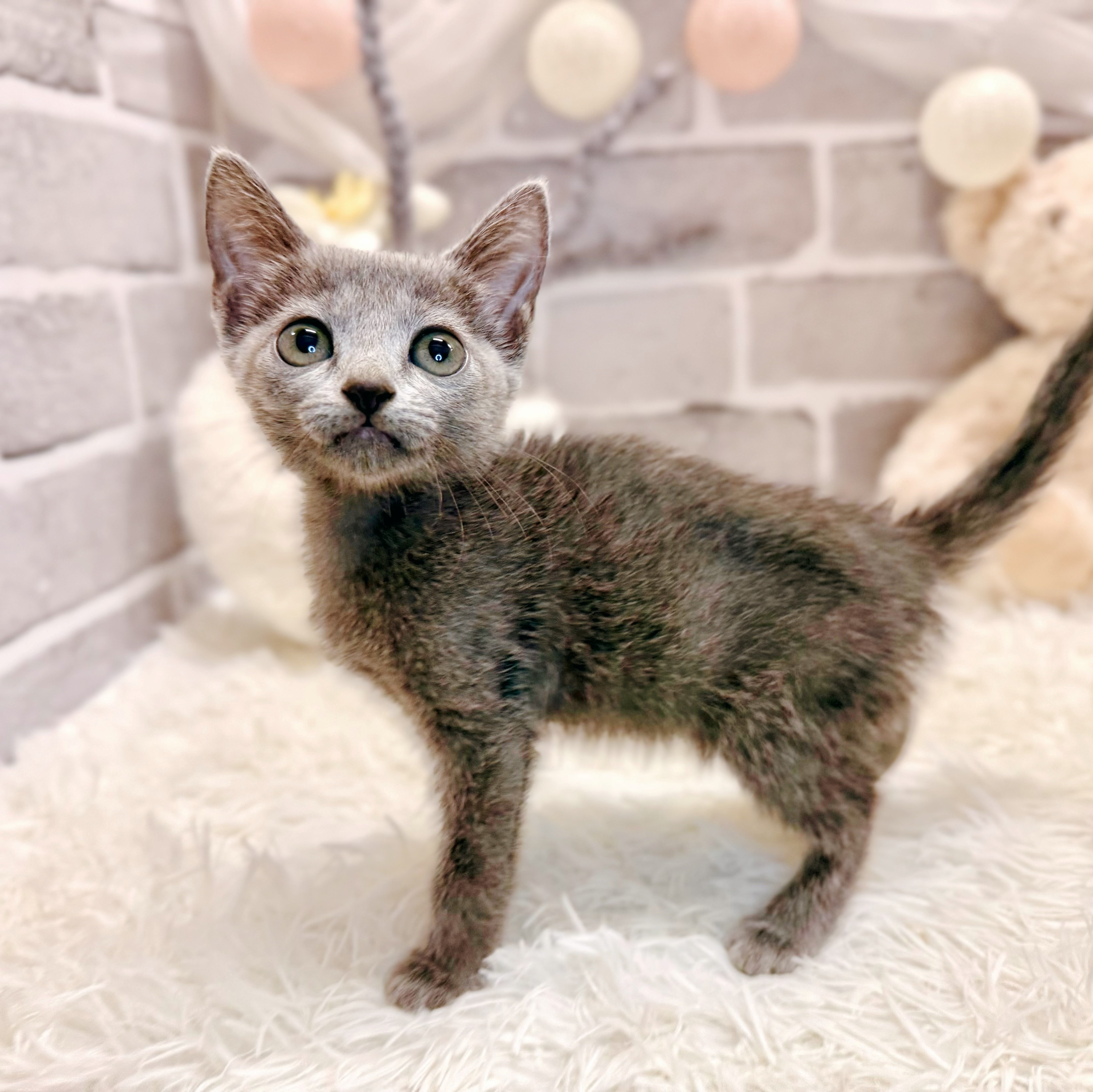 兵庫県のロシアンブルー (犬の家＆猫の里神戸店/2026年4月15日生まれ/女の子/ブルー)の子猫の4枚目の画像