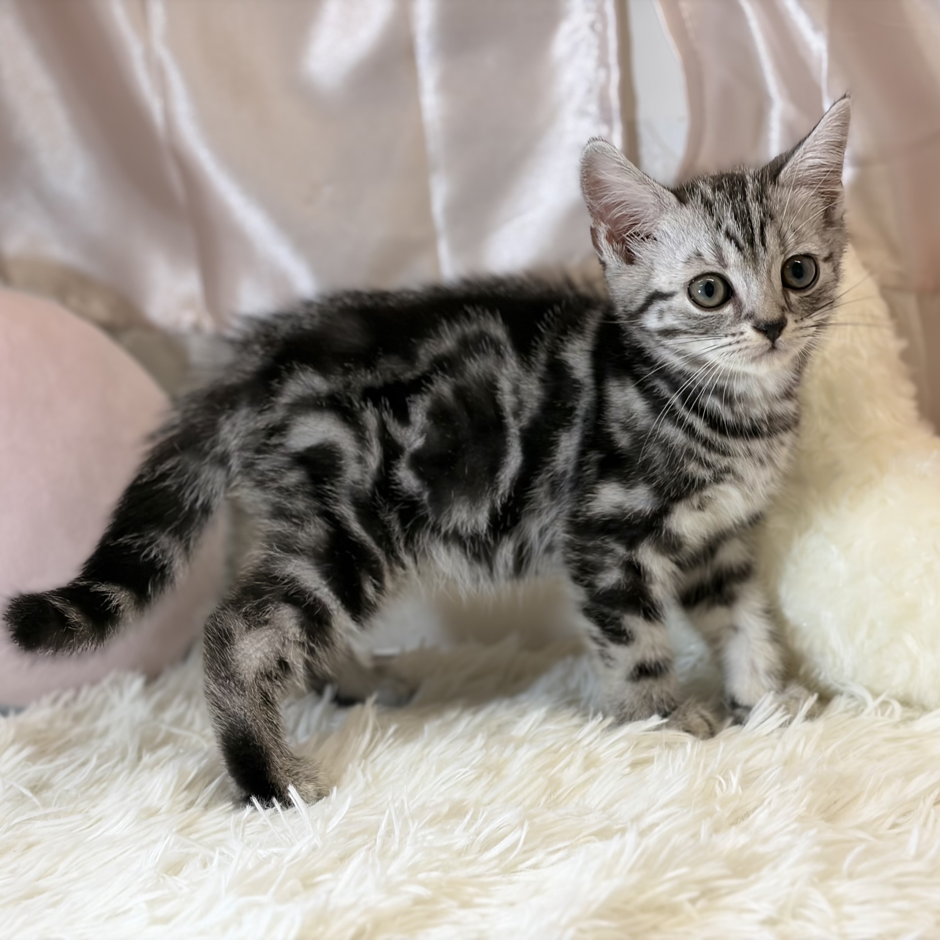 兵庫県のアメリカンショートヘアー (犬の家＆猫の里カナート西神戸店/2026年4月3日生まれ/男の子/シルバータビー)の子猫の4枚目の画像
