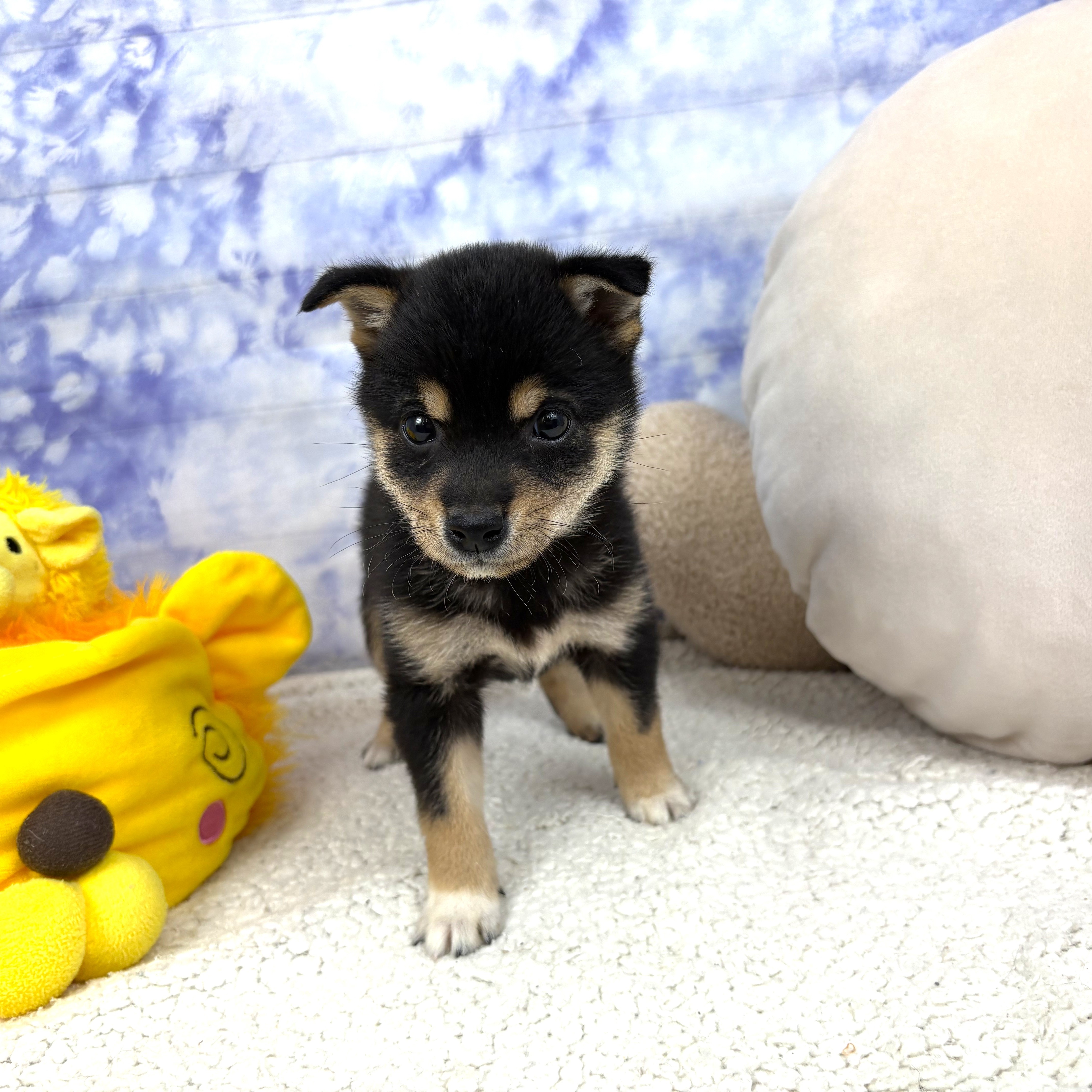 兵庫県の豆柴 (犬の家＆猫の里川西店/2026年4月15日生まれ/女の子/黒)の子犬の4枚目の画像