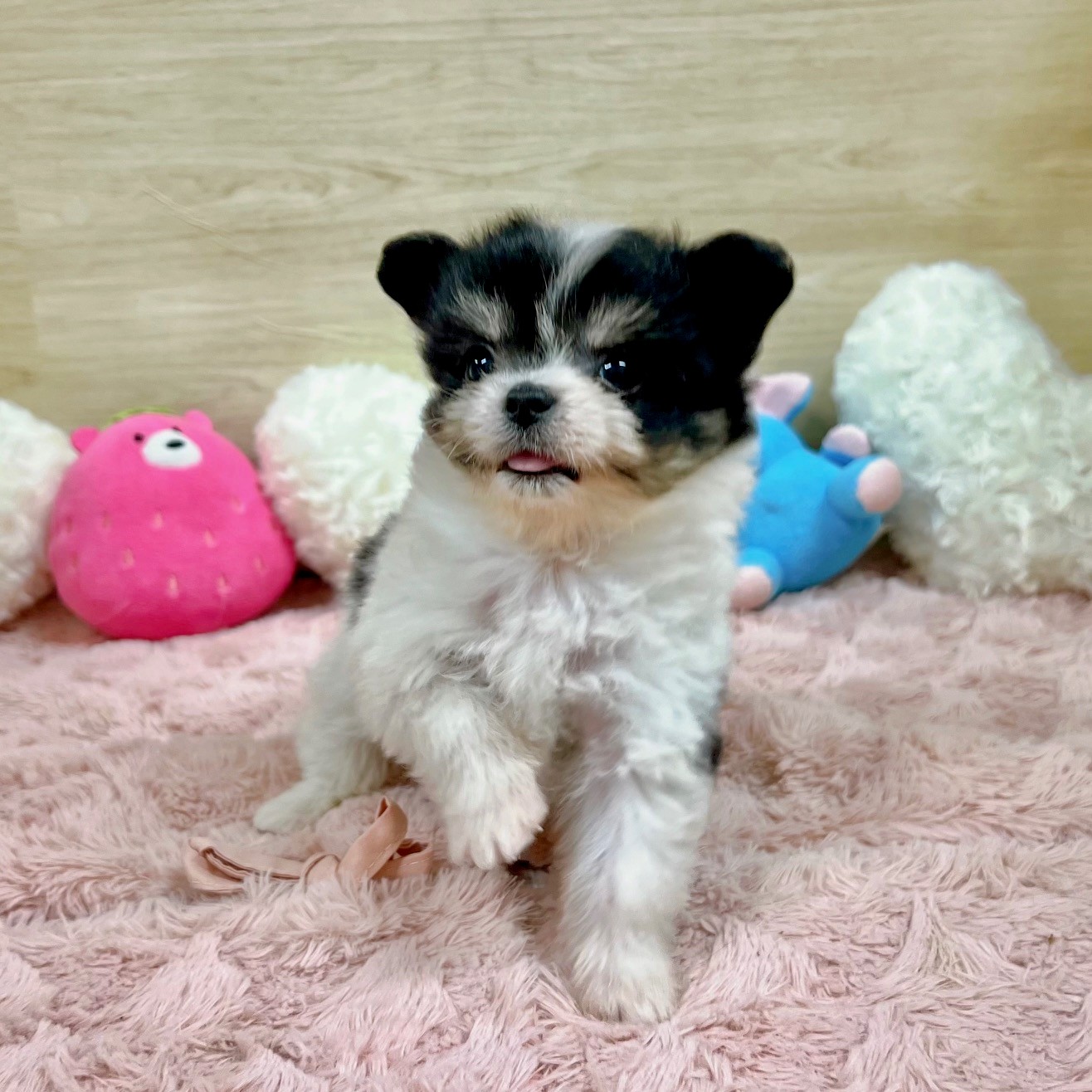 大阪府のハーフ犬・ミックス犬 (犬の家＆猫の里そよら東岸和田店/2026年4月15日生まれ/女の子/ブラックタンホワイト)の子犬の4枚目の画像