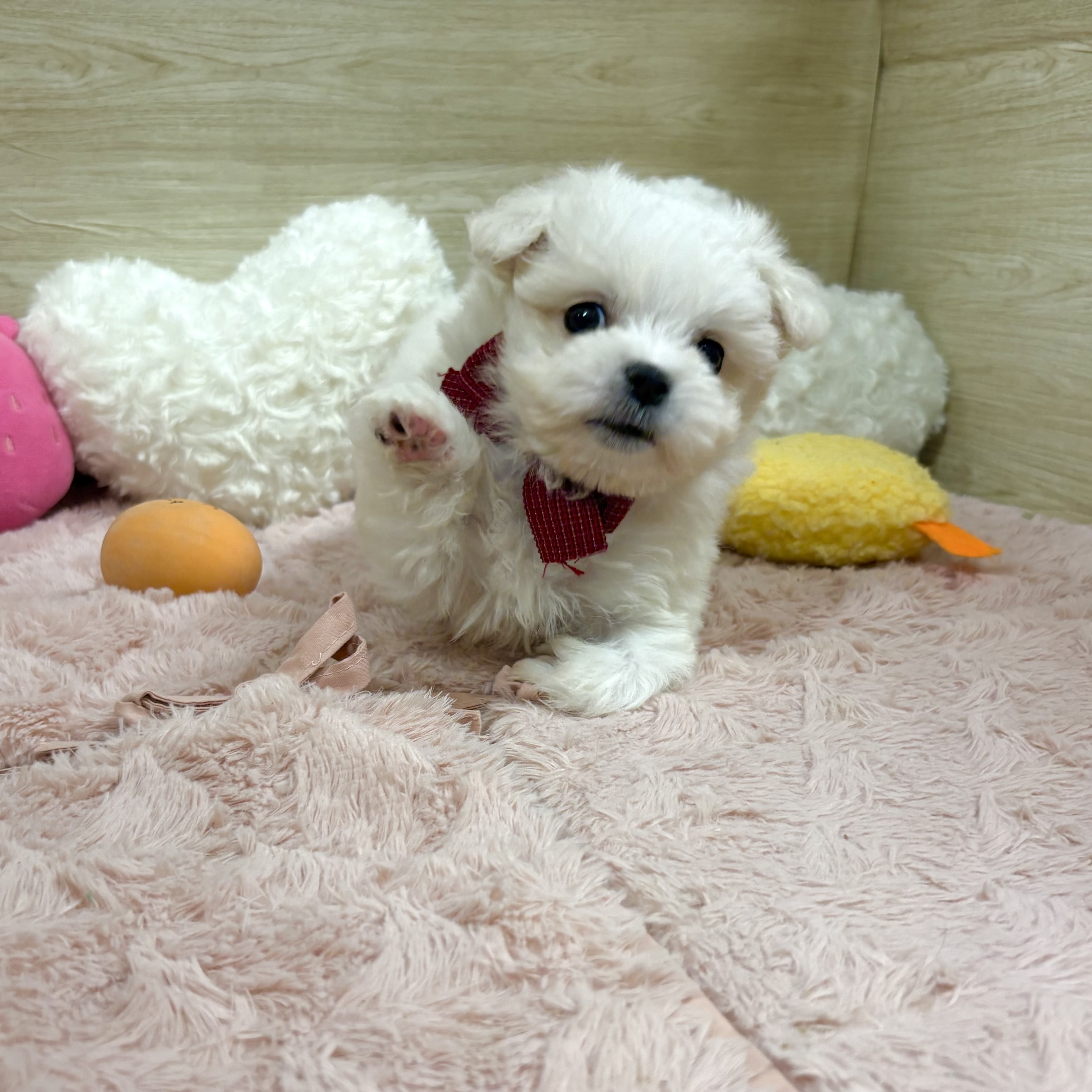 大阪府のハーフ犬・ミックス犬 (犬の家＆猫の里そよら東岸和田店/2026年4月14日生まれ/女の子/ホワイト)の子犬の4枚目の画像