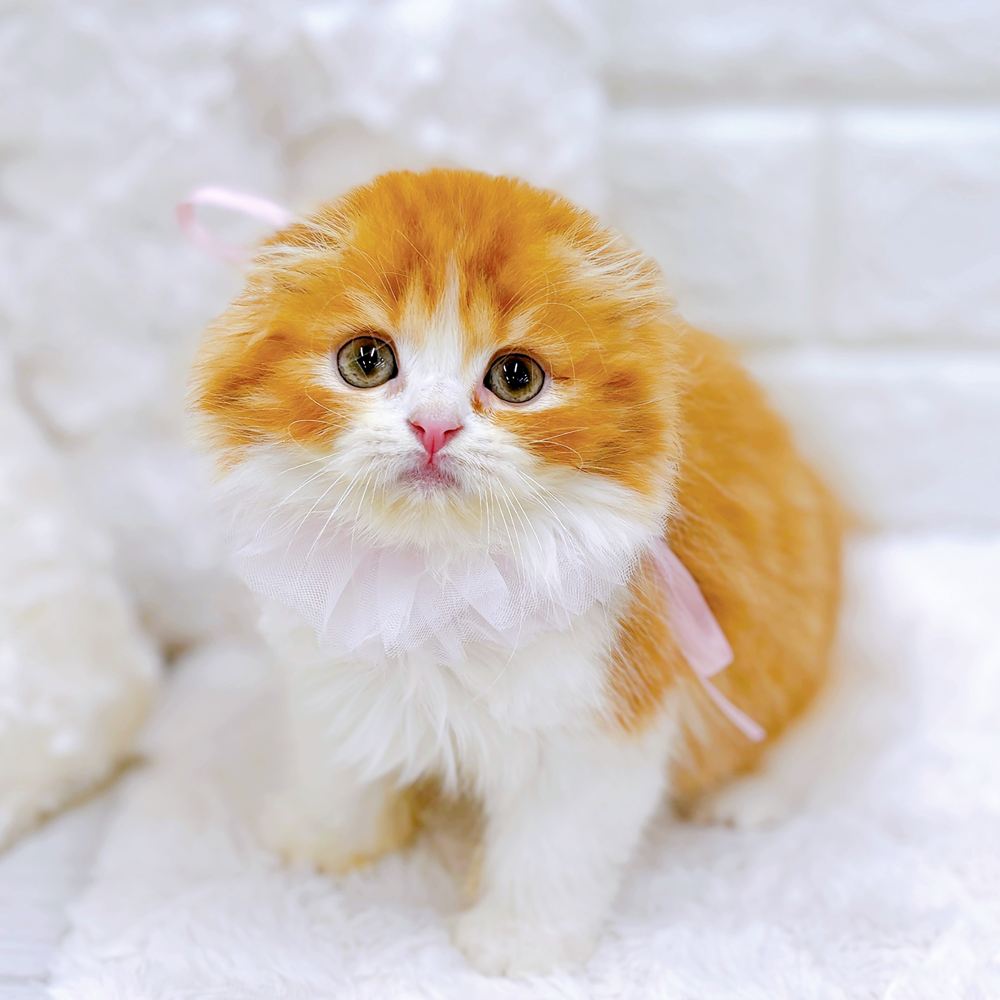 福井県のスコティッシュフォールド (犬の家＆猫の里アミーゴ福井店/2026年4月13日生まれ/女の子/レッドタビーホワイト)の子猫の4枚目の画像