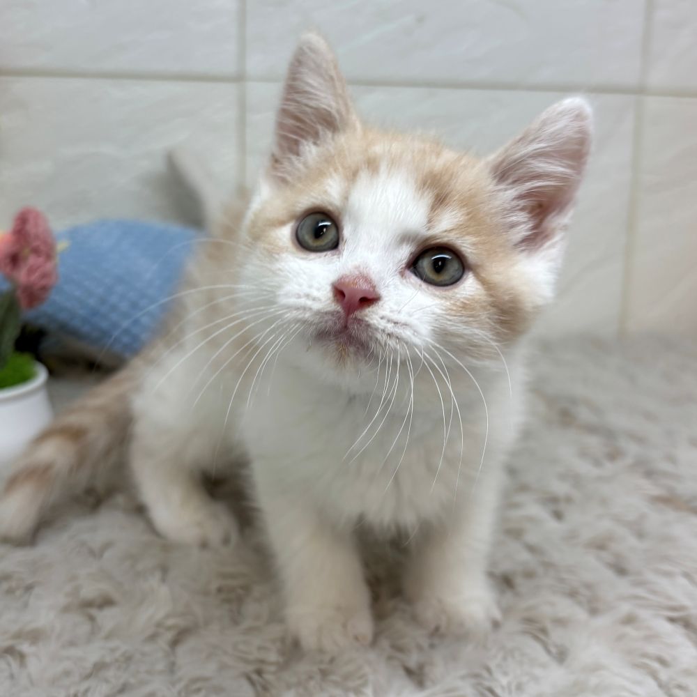 兵庫県のスコティッシュフォールド (犬の家＆猫の里ゆめタウン姫路店/2026年4月15日生まれ/男の子/クリームタビーホワイト)の子猫の1枚目の画像