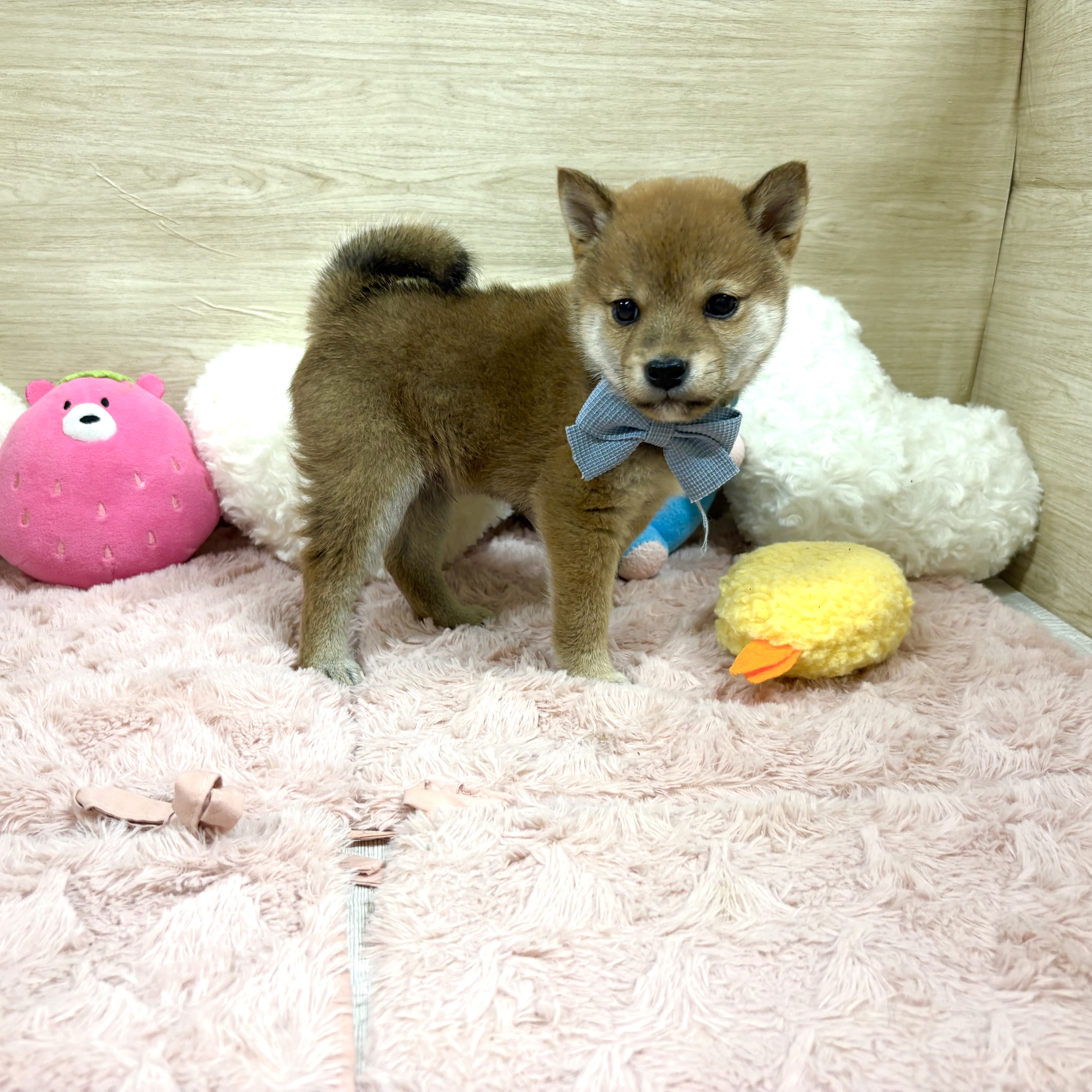 大阪府の豆柴 (犬の家＆猫の里そよら東岸和田店/2026年4月13日生まれ/男の子/赤)の子犬の4枚目の画像