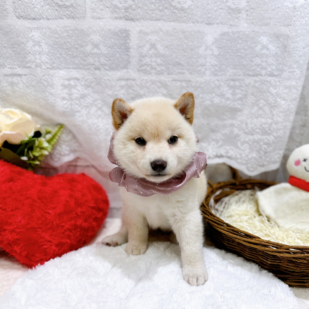 滋賀県の柴犬(標準サイズ) (犬の家＆猫の里長浜店/2026年4月5日生まれ/女の子/白)の子犬の4枚目の画像