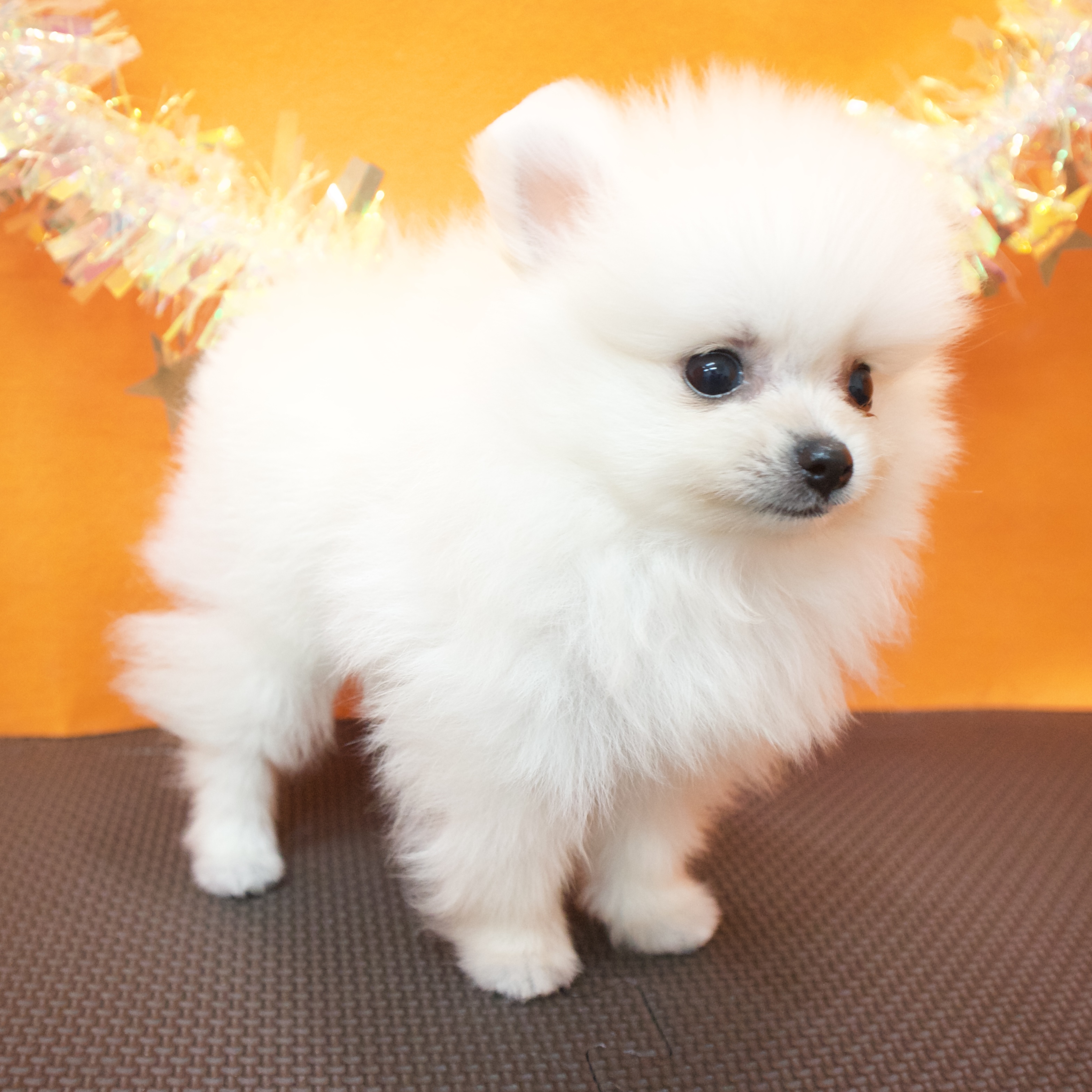 大阪府のポメラニアン (犬の家＆猫の里吹田店/2026年4月14日生まれ/男の子/クリーム)の子犬の4枚目の画像