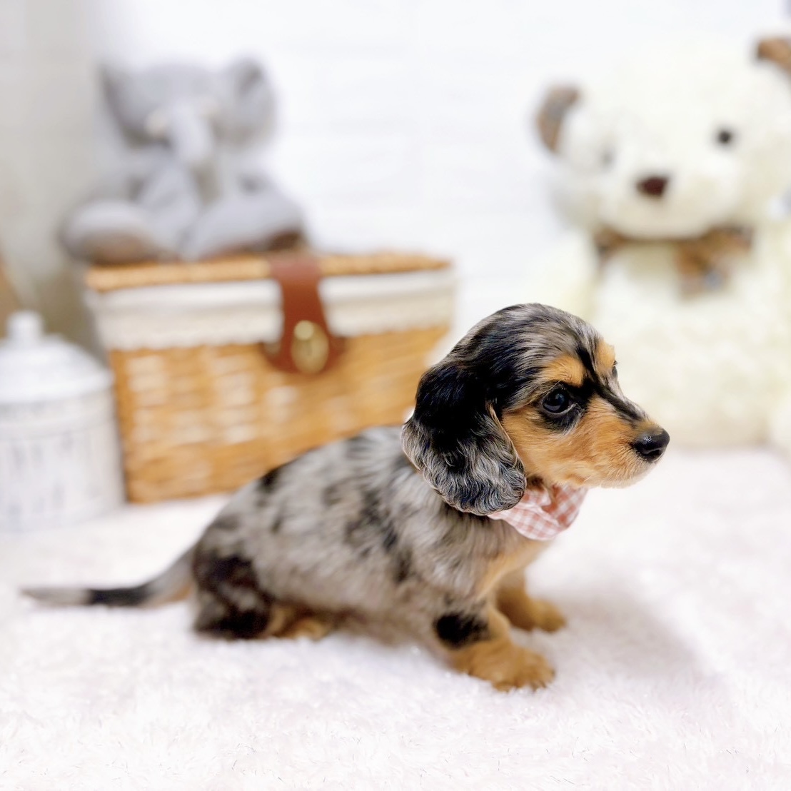 滋賀県のミニチュアダックスフンド(ロング) (犬の家＆猫の里近江八幡店/2026年4月14日生まれ/女の子/シルバーダップル)の子犬の4枚目の画像