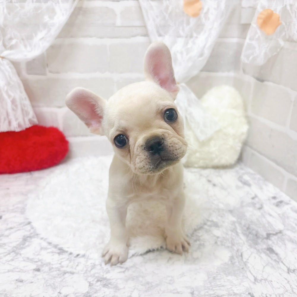 京都府のフレンチブルドッグ (犬の家＆猫の里京都精華店/2026年4月14日生まれ/女の子/クリーム)の子犬の4枚目の画像