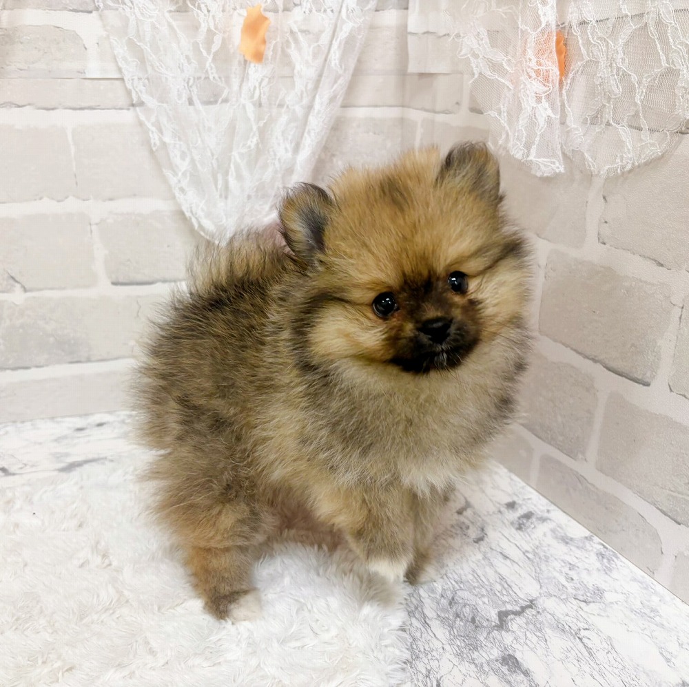京都府のポメラニアン (犬の家＆猫の里京都精華店/2026年4月16日生まれ/女の子/オレンジ)の子犬の4枚目の画像