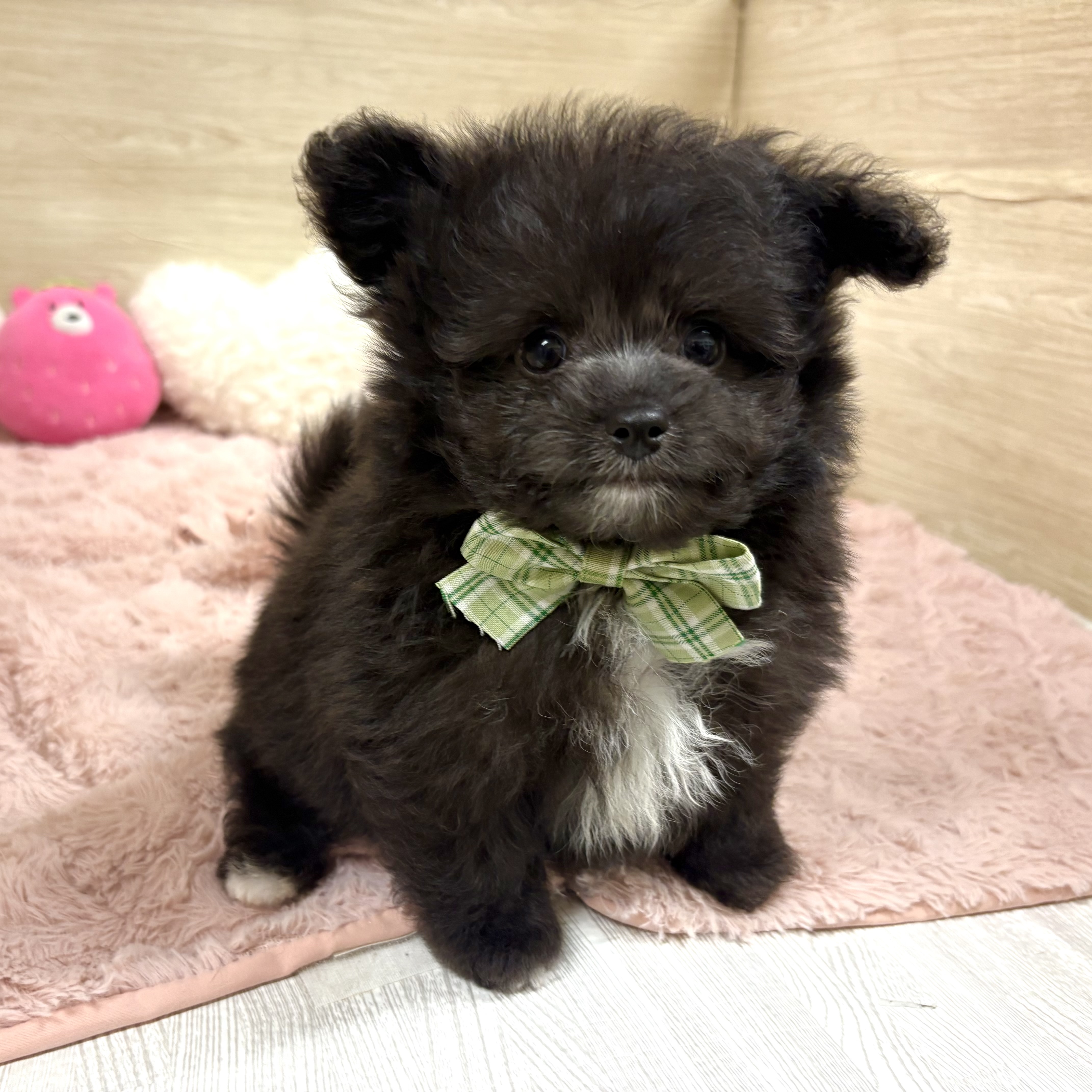 大阪府のポメプー(ポメラニアン×プードル) (犬の家＆猫の里そよら東岸和田店/2026年4月16日生まれ/男の子/シルバーホワイト)の子犬の4枚目の画像