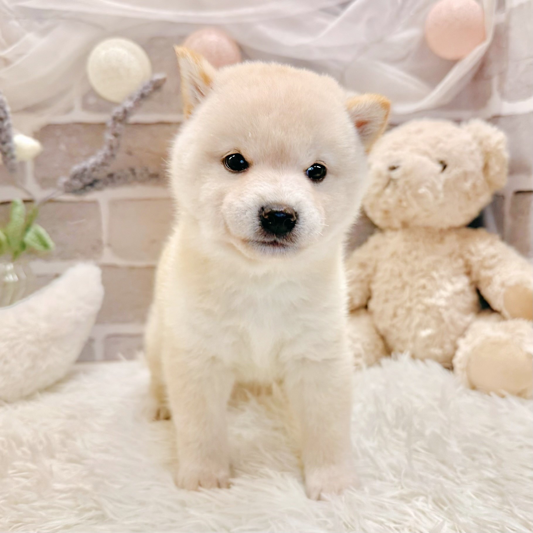 兵庫県の柴犬(標準サイズ) (犬の家＆猫の里神戸店/2026年4月5日生まれ/男の子/淡赤)の子犬の4枚目の画像