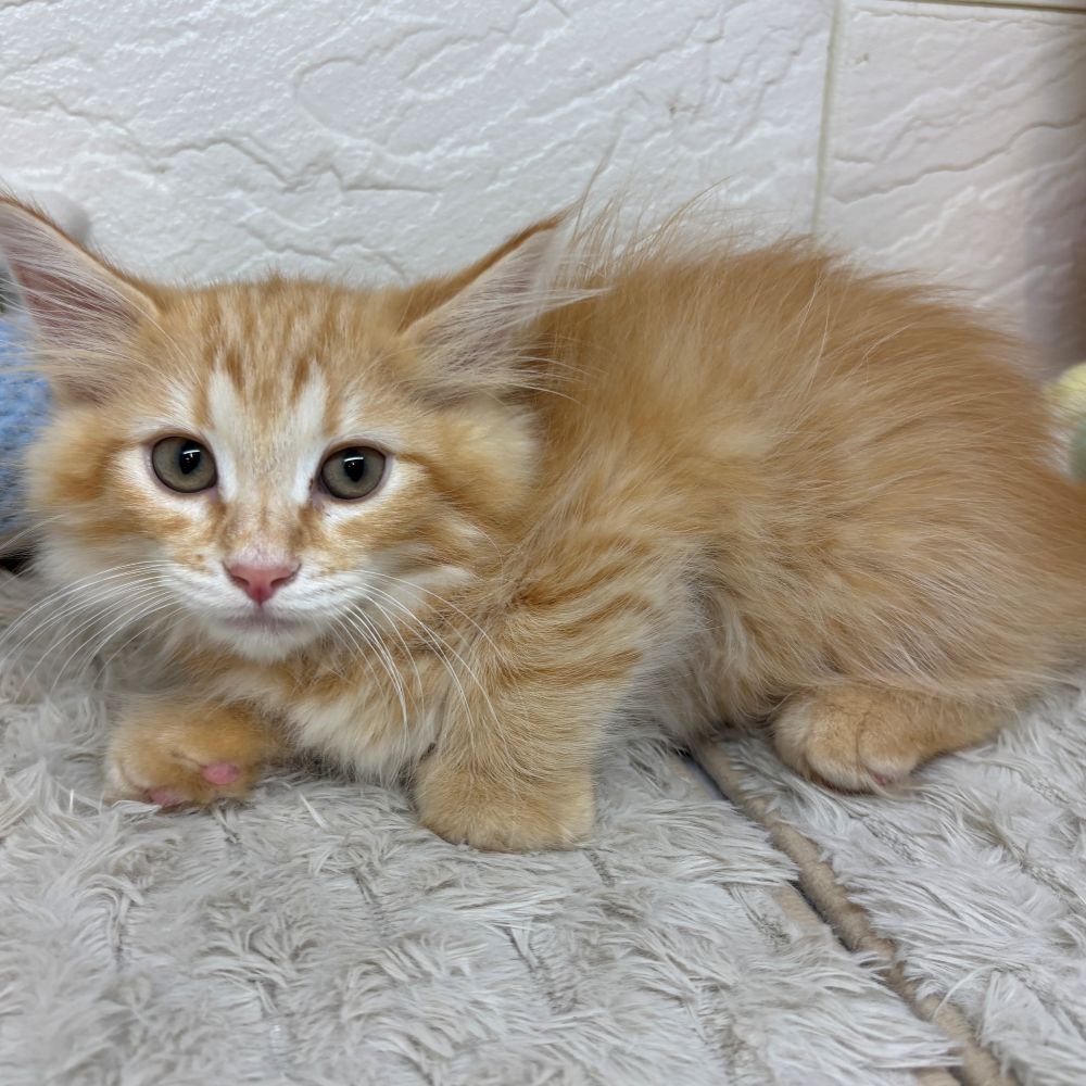 兵庫県のノルウェージャンフォレストキャット (犬の家＆猫の里ゆめタウン姫路店/2026年4月16日生まれ/男の子/レッドタビー)の子猫の4枚目の画像