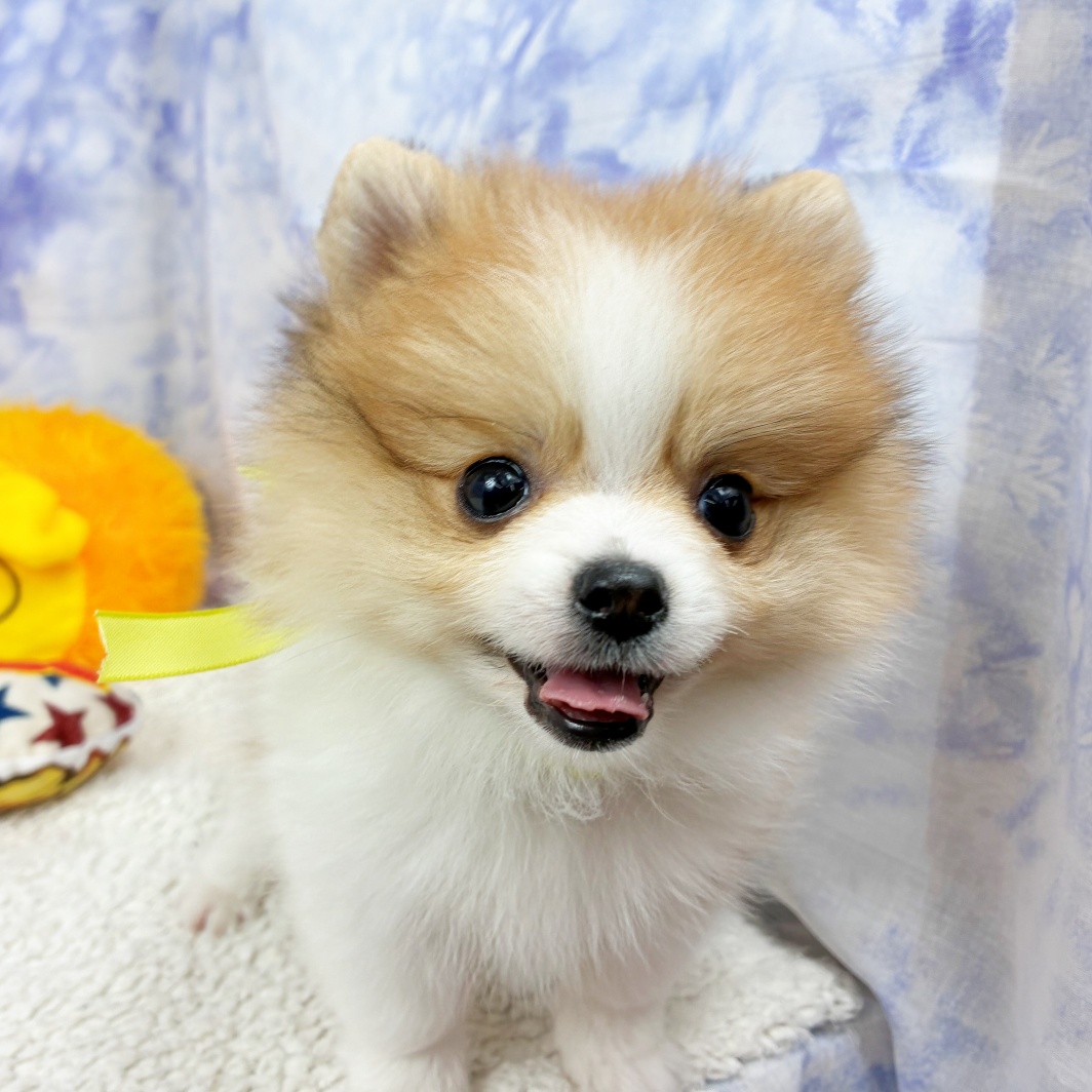 兵庫県のポメラニアン (犬の家＆猫の里川西店/2026年4月14日生まれ/男の子/パーティーカラー)の子犬の4枚目の画像