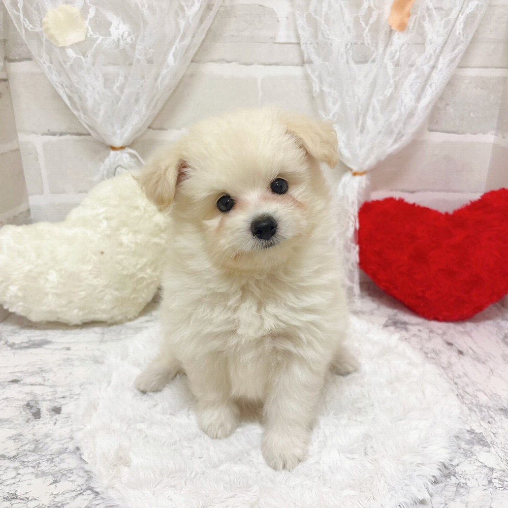京都府のポメプー(ポメラニアン×プードル) (犬の家＆猫の里京都精華店/2026年4月16日生まれ/男の子/ホワイト)の子犬の4枚目の画像