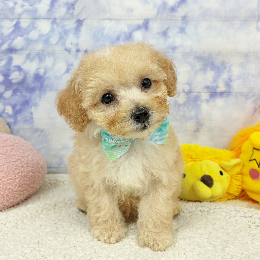 兵庫県のマルプー(マルチーズ×プードル) (犬の家＆猫の里川西店/2026年4月15日生まれ/男の子/クリーム)の子犬の4枚目の画像