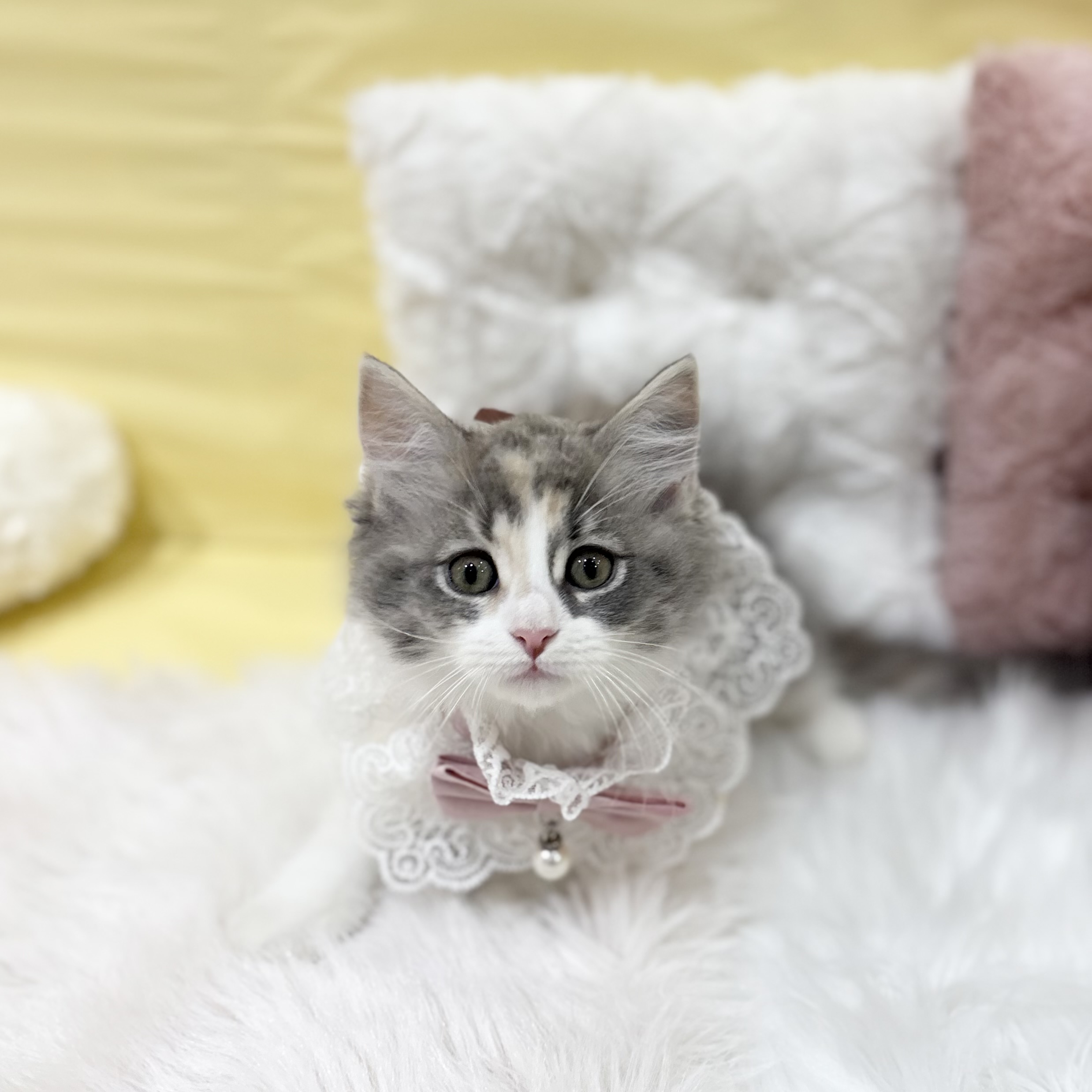 神奈川県のサイベリアン (犬の家＆猫の里元住吉ブレーメン通り店/2026年4月4日生まれ/女の子/ブルーパッチドタビーホワイト)の子猫の4枚目の画像