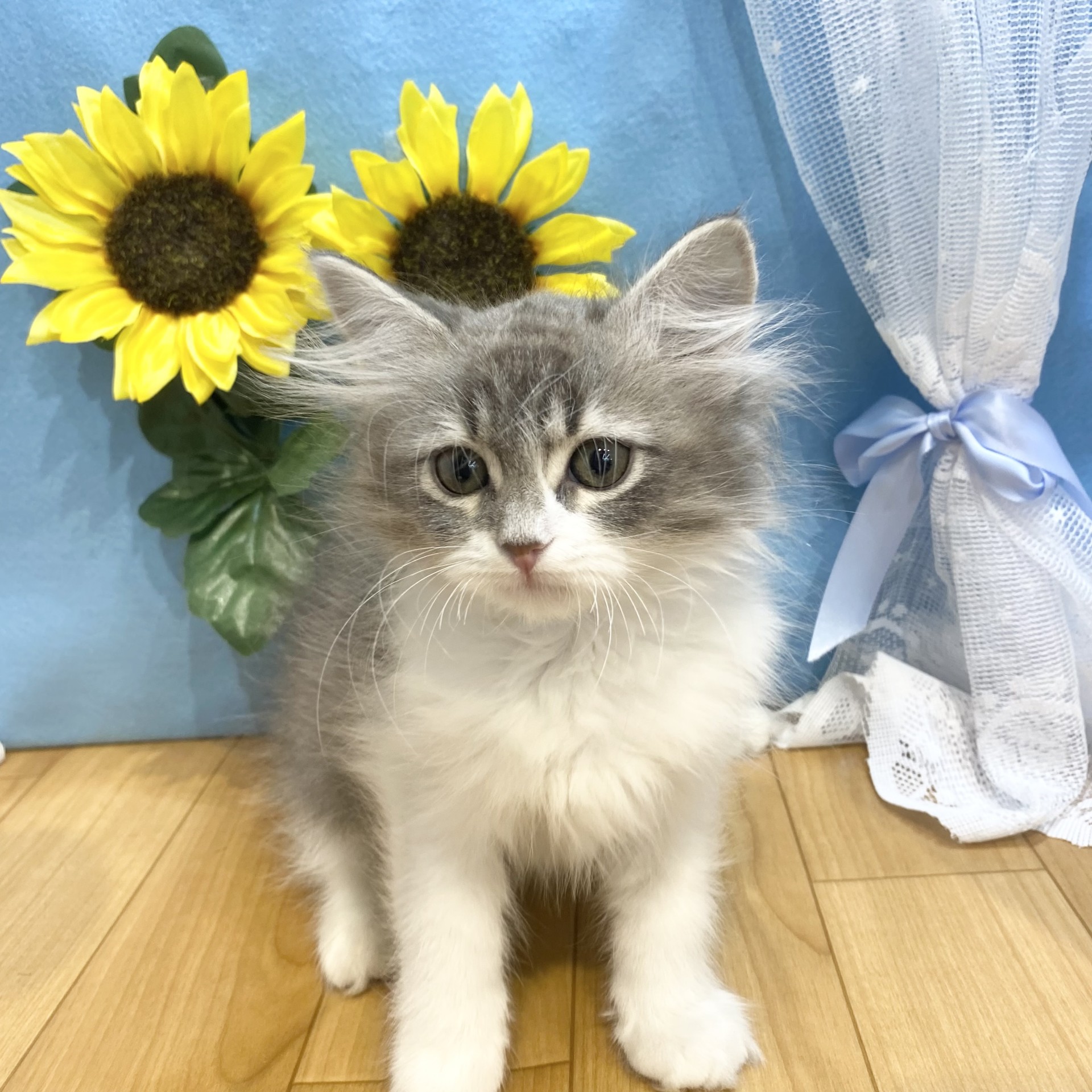 長野県のサイベリアン (犬の家＆猫の里カインズ梓川店/2026年4月4日生まれ/女の子/ブルータビーホワイト)の子猫の4枚目の画像