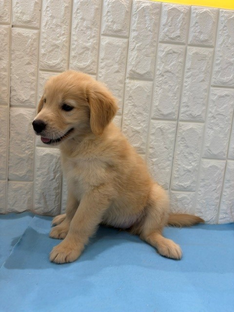 岡山県のゴールデンレトリバー (犬の家＆猫の里倉敷店/2026年4月18日生まれ/女の子/ゴールデン)の子犬の4枚目の画像