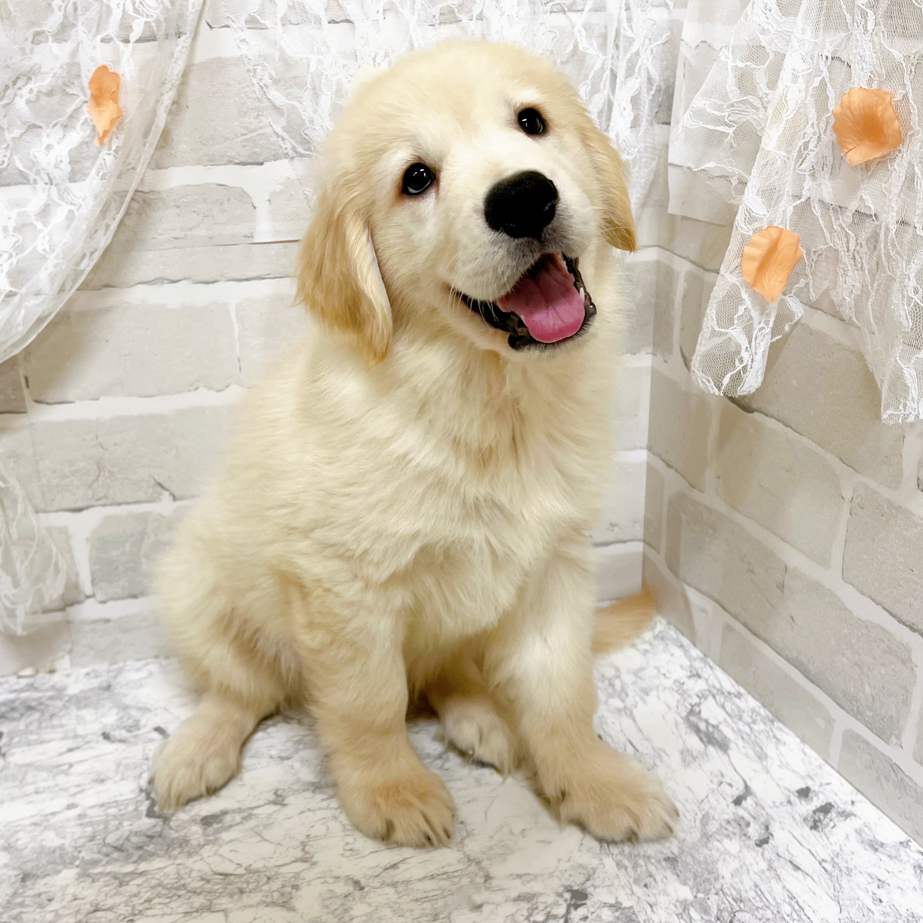 京都府のゴールデンレトリバー (犬の家＆猫の里京都精華店/2026年4月18日生まれ/男の子/ゴールデン)の子犬の4枚目の画像