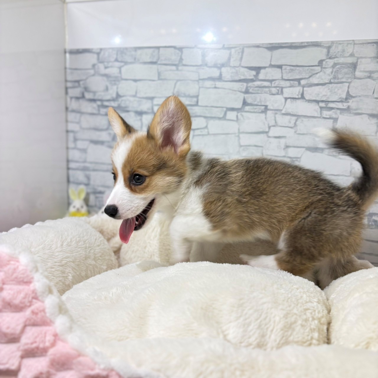 長野県のウェルシュコーギーペンブローク (犬の家＆猫の里長野店/2026年4月17日生まれ/男の子/レッドホワイト)の子犬の4枚目の画像